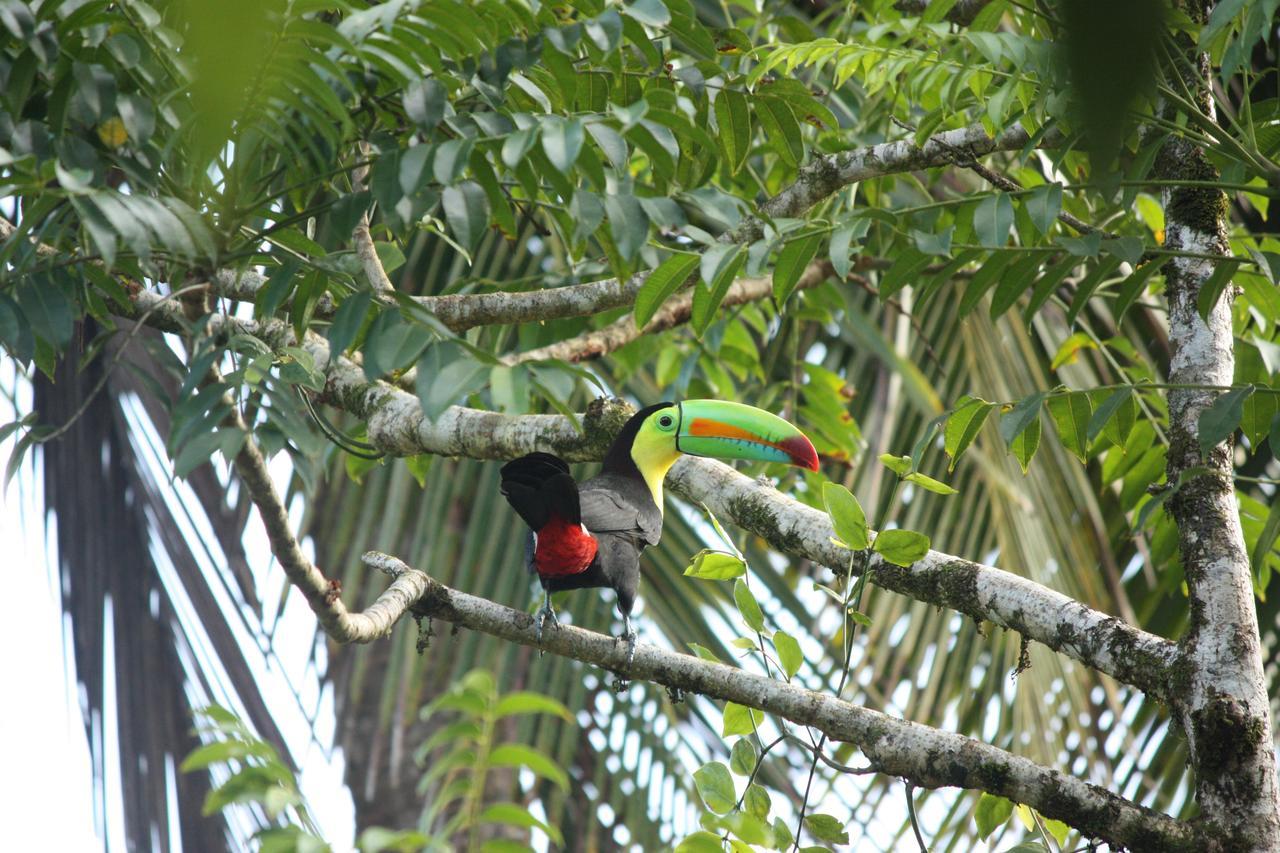 Hotel Vista Al Tortuguero Cariari  Kültér fotó