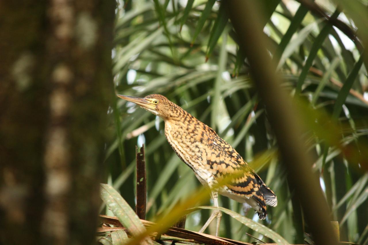 Hotel Vista Al Tortuguero Cariari  Kültér fotó