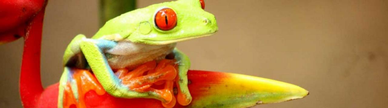 Hotel Vista Al Tortuguero Cariari  Kültér fotó