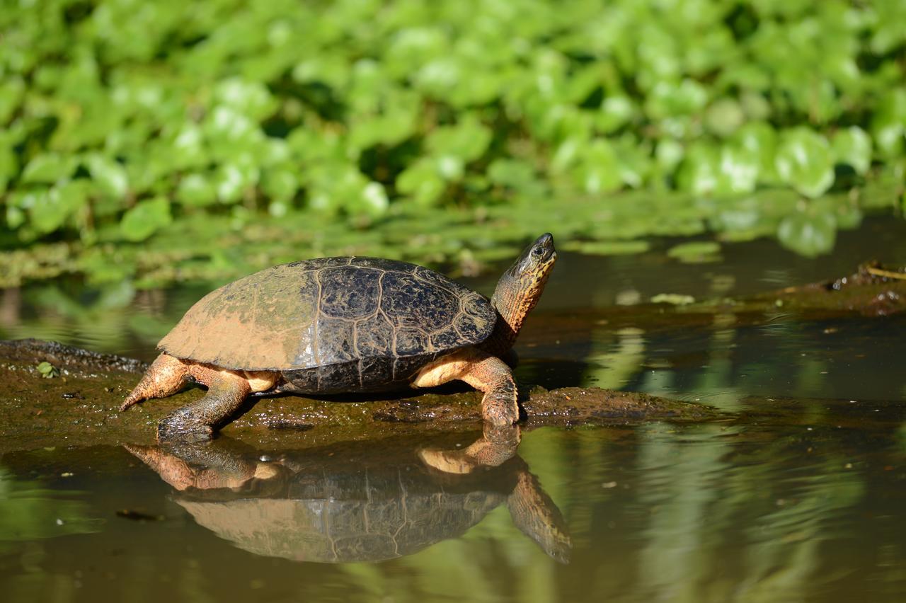 Hotel Vista Al Tortuguero Cariari  Kültér fotó