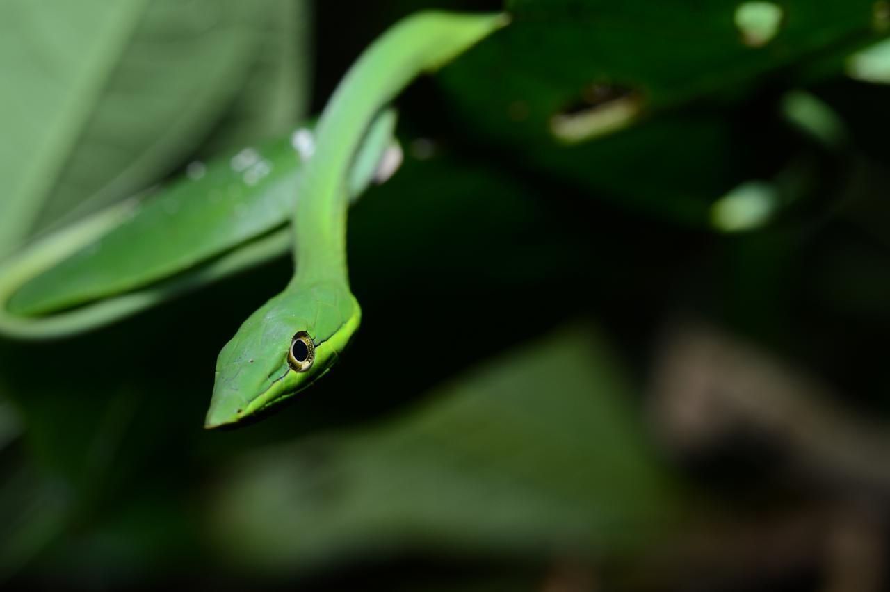 Hotel Vista Al Tortuguero Cariari  Kültér fotó