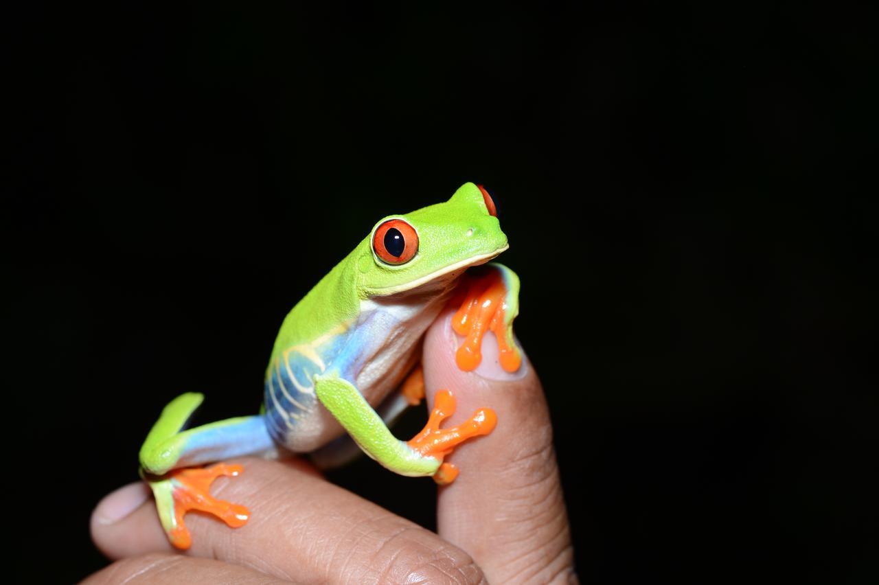 Hotel Vista Al Tortuguero Cariari  Kültér fotó